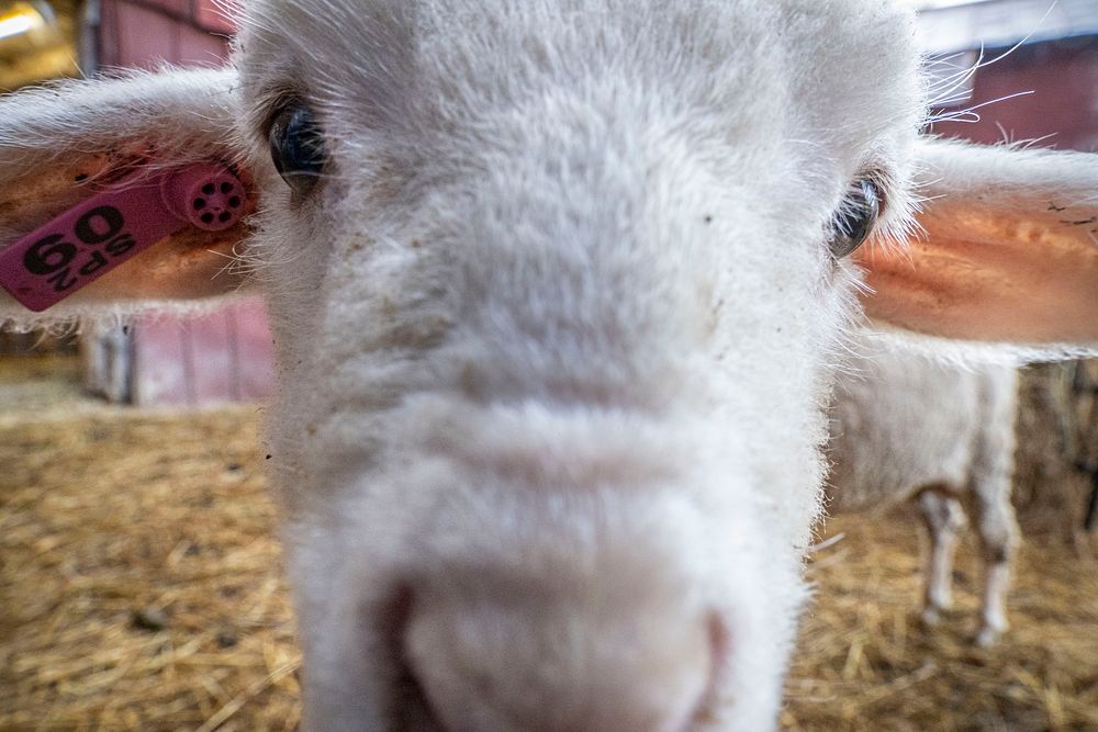 Closeup lamb face, cute farm animal.