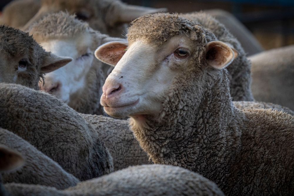 Merino sheep, farm animal.