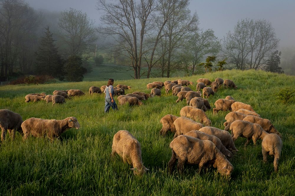 Dominique Herman leads a flock of Corriedale sheep to pasture for morning grazing on her farm in Warwick, New…