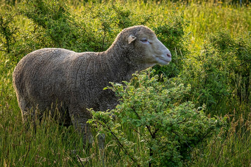 Merino sheep, farm animal.