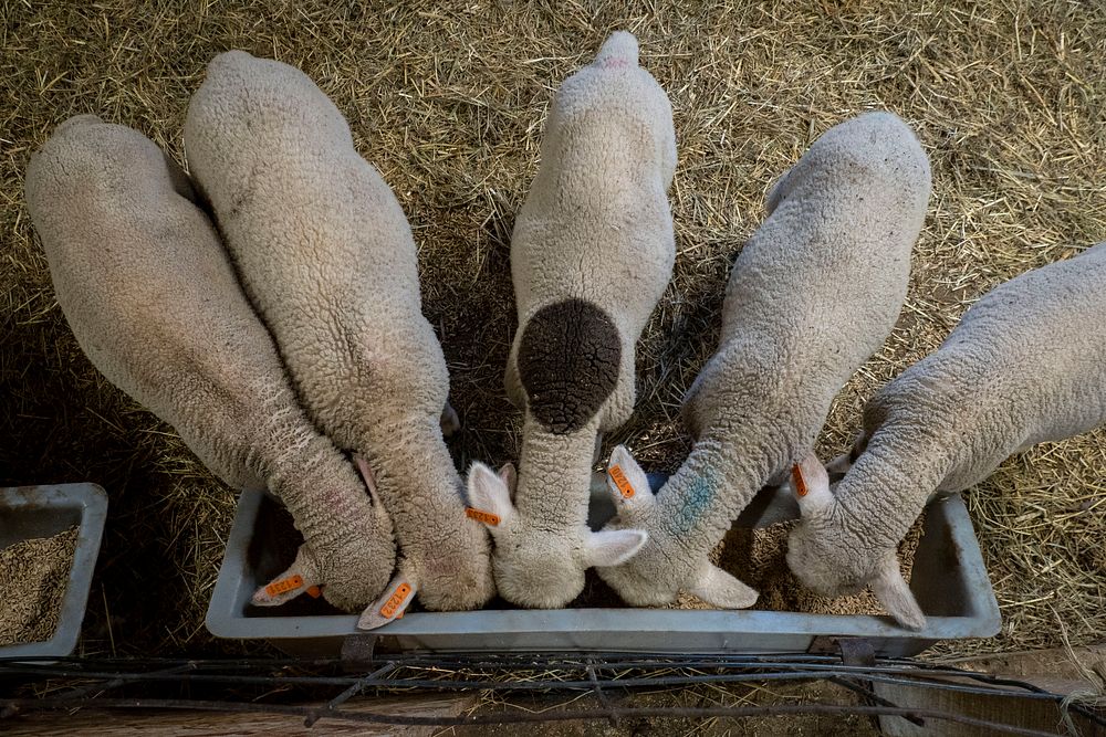 Merino sheep eating food.