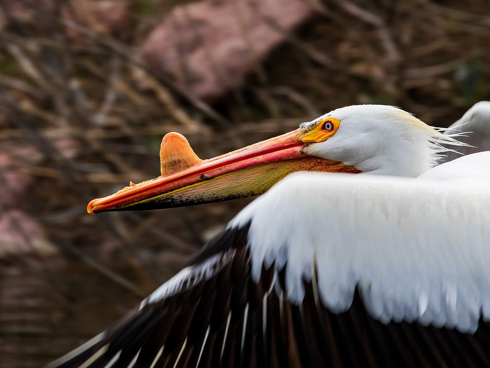 American white pelican.