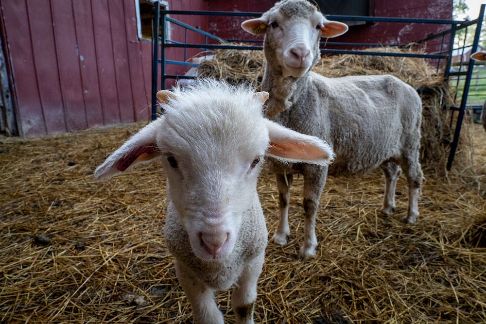 Cute lamb, baby farm animal.