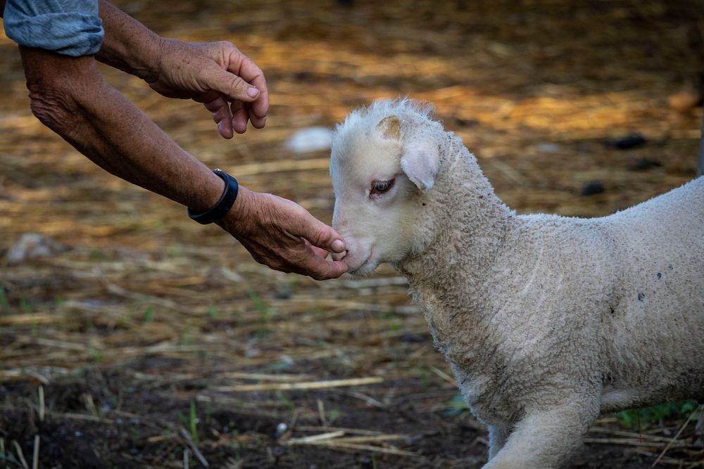 Little lamb and farmer's hands.