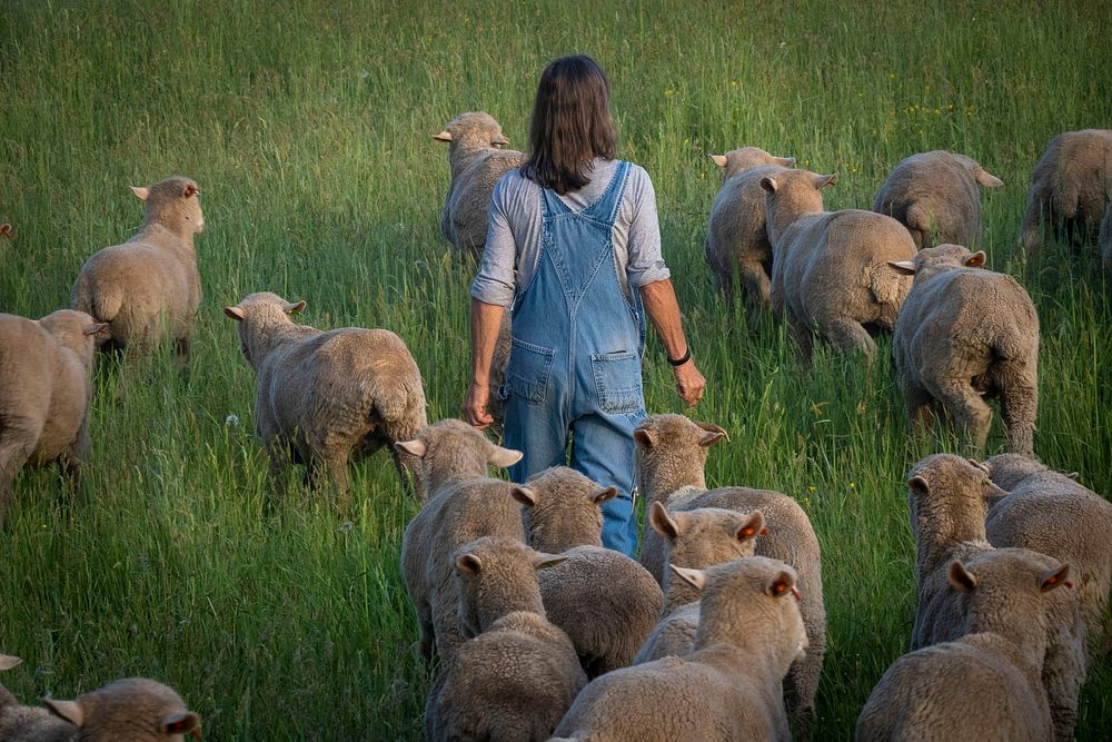 Farmer and sheep in grassland.