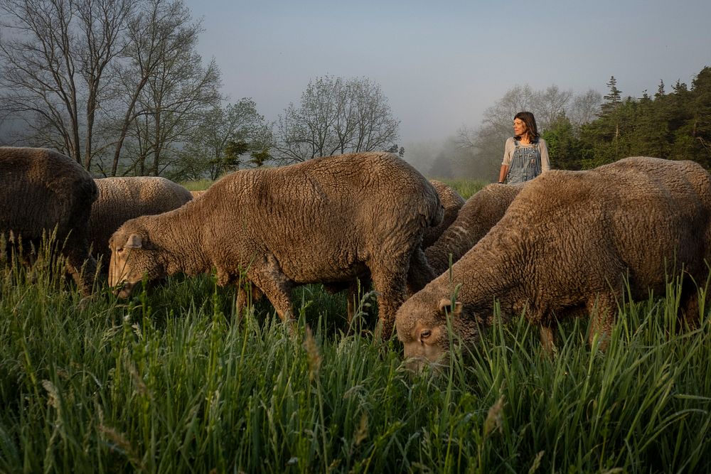 Dominique Herman leads a flock of Corriedale Merino cross and Ike-de-France Merino cross to pasture for morning grazing on…