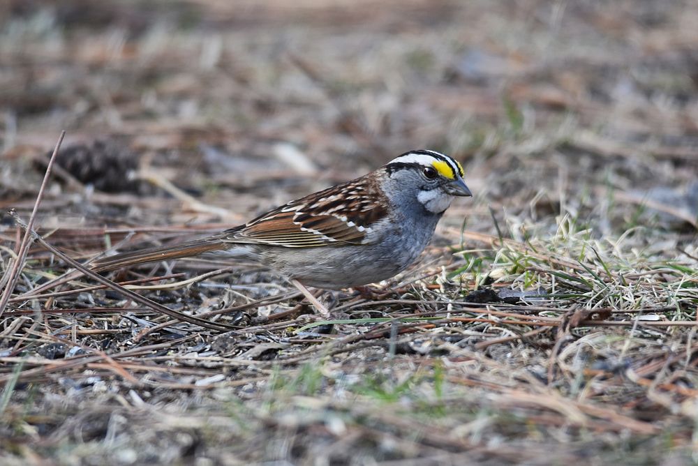 White-throated sparrowWe spotted this white-throated | Free Photo ...