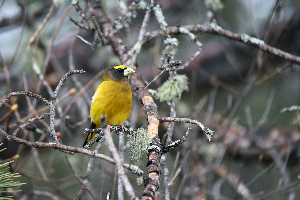 Evening grosbeakWe spotted this vibrant evening grosbeak in a red pine tree on a rainy day. Photo by Courtney Celley/USFWS.