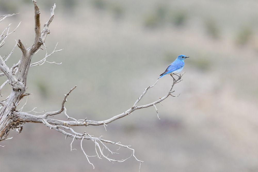 Bluebird in a dead treeNPS / Jacob W. Frank