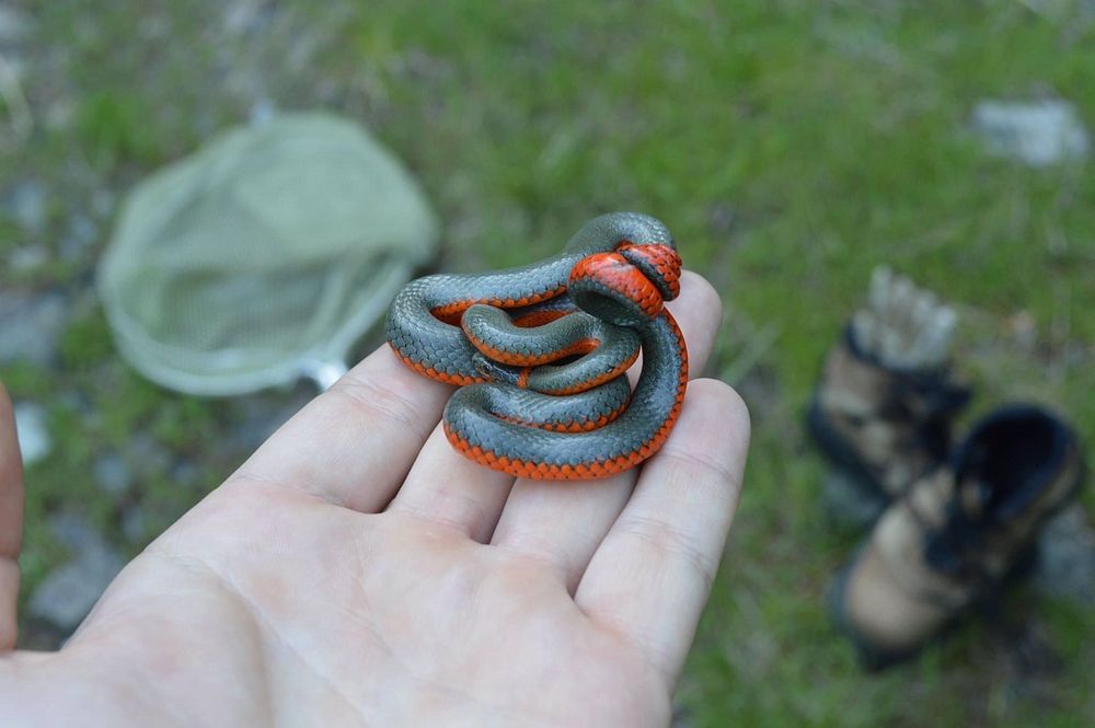 Ringneck Snake - Diadophis punctatus