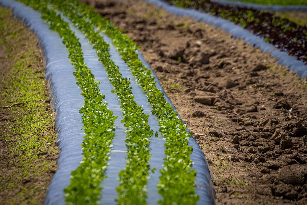 Vegetable farm, modern agriculture.