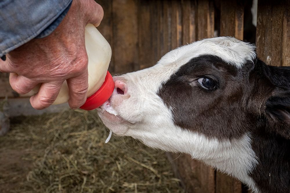 Farmer feeding calf.