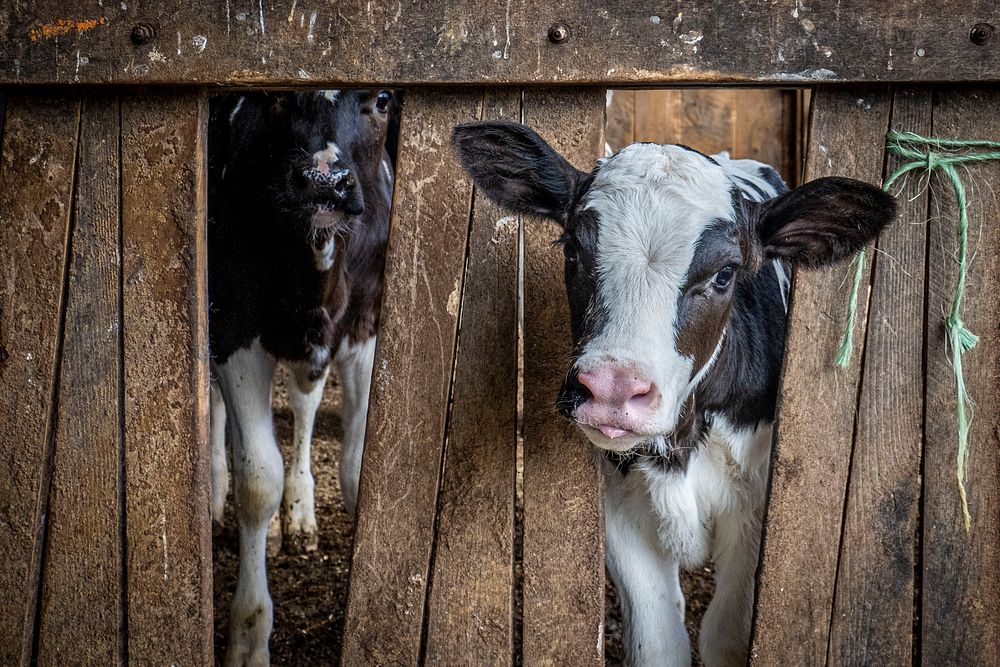 Clark Farms Creamery is multigenerational | Free Photo - rawpixel