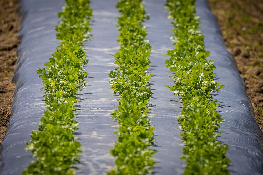 Organic vegetable farm.