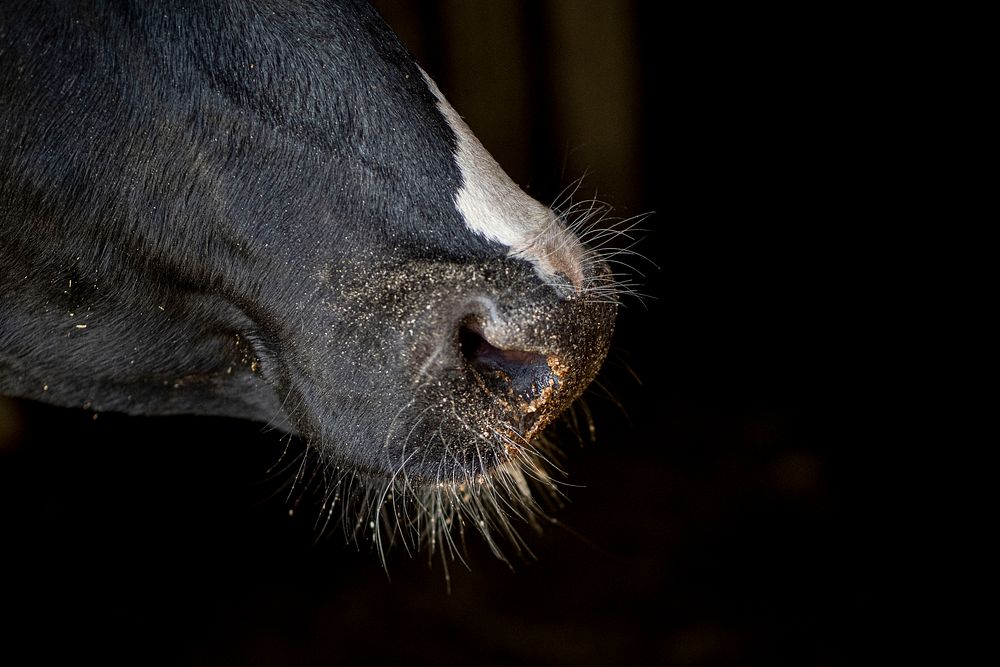 Cow's nose, close up shot.