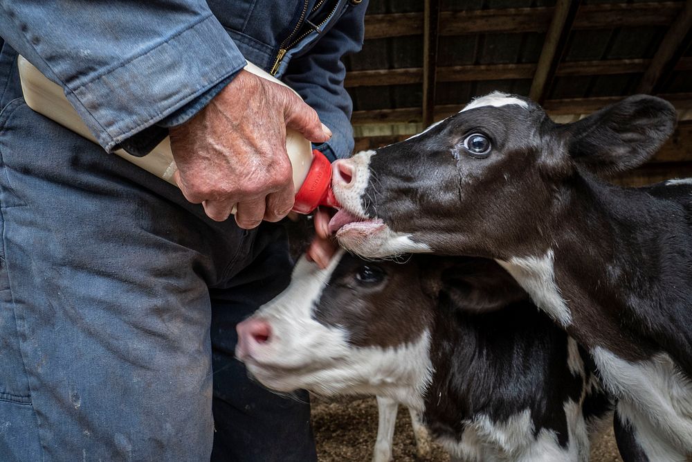 Farmer feeding calves, baby cow.