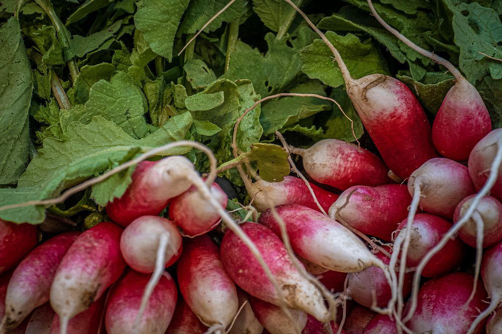 Radish, fresh picked. 