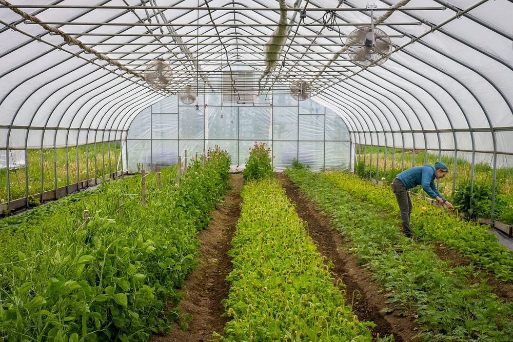 Beginning Farmers Luke Franco and Jenny Elliott (pictured) run Tiny Hearts Farm and flower shop in Copake, New…