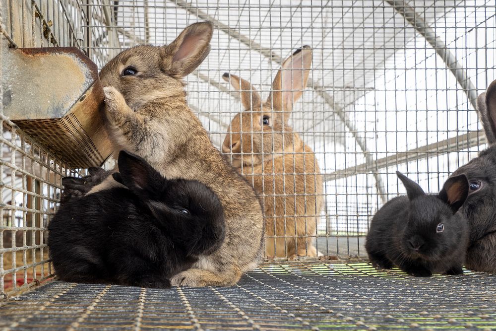 Farm rabbits in cage.