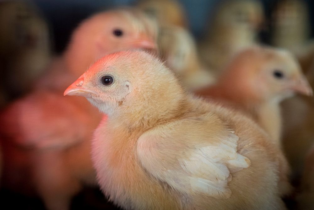 Yellow chick, baby farm animal.