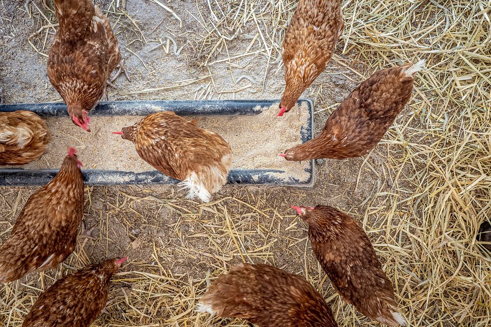 A flock of chicken, farm animal.