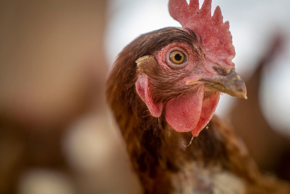 Hen, closeup shot.