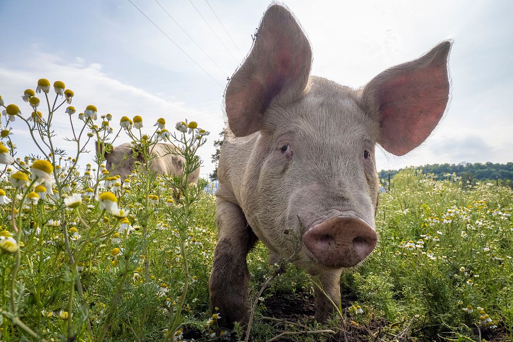 Happy pig in grass field. 