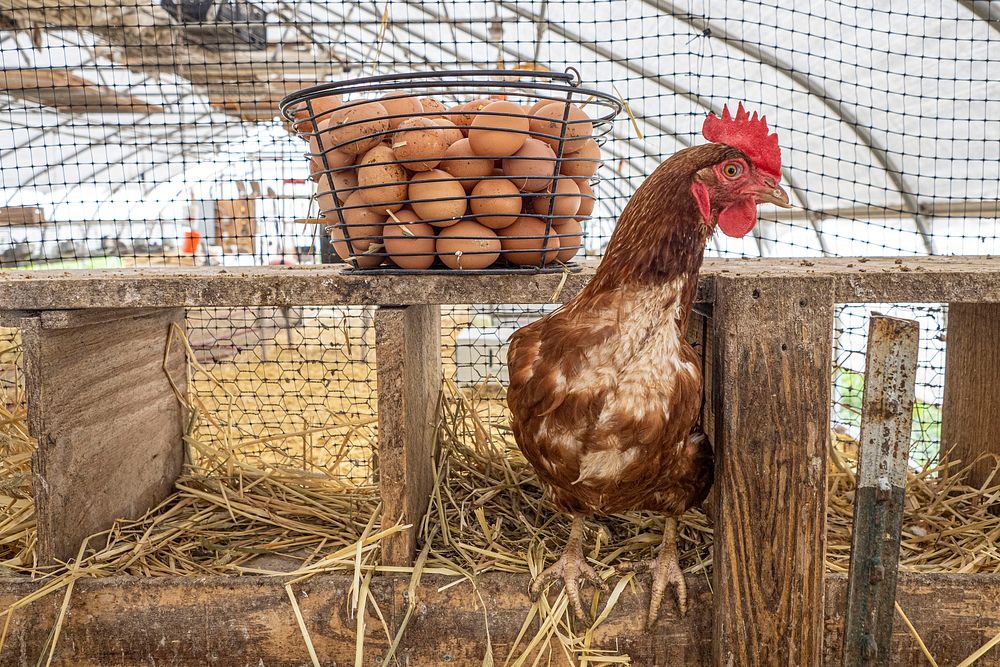 Organic eggs and hen.