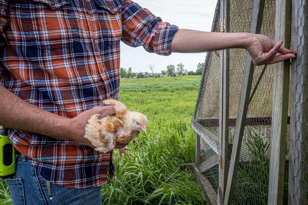 Farmer holding baby chicken.