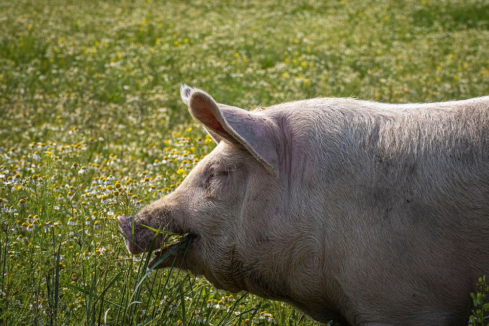 Happy pig eating in grass field.
