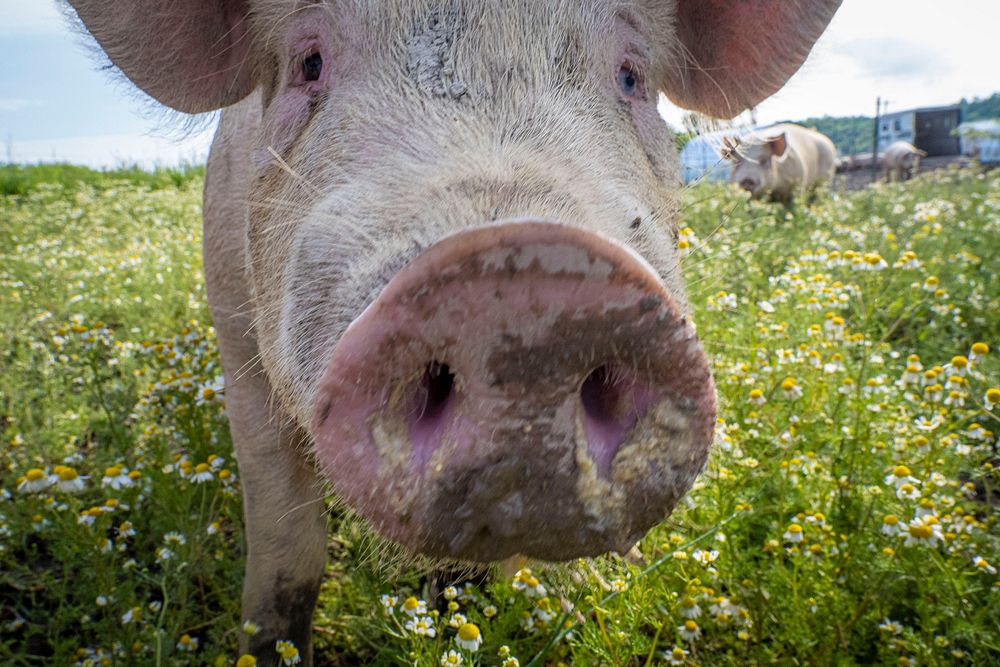 Happy pig in grass field. 