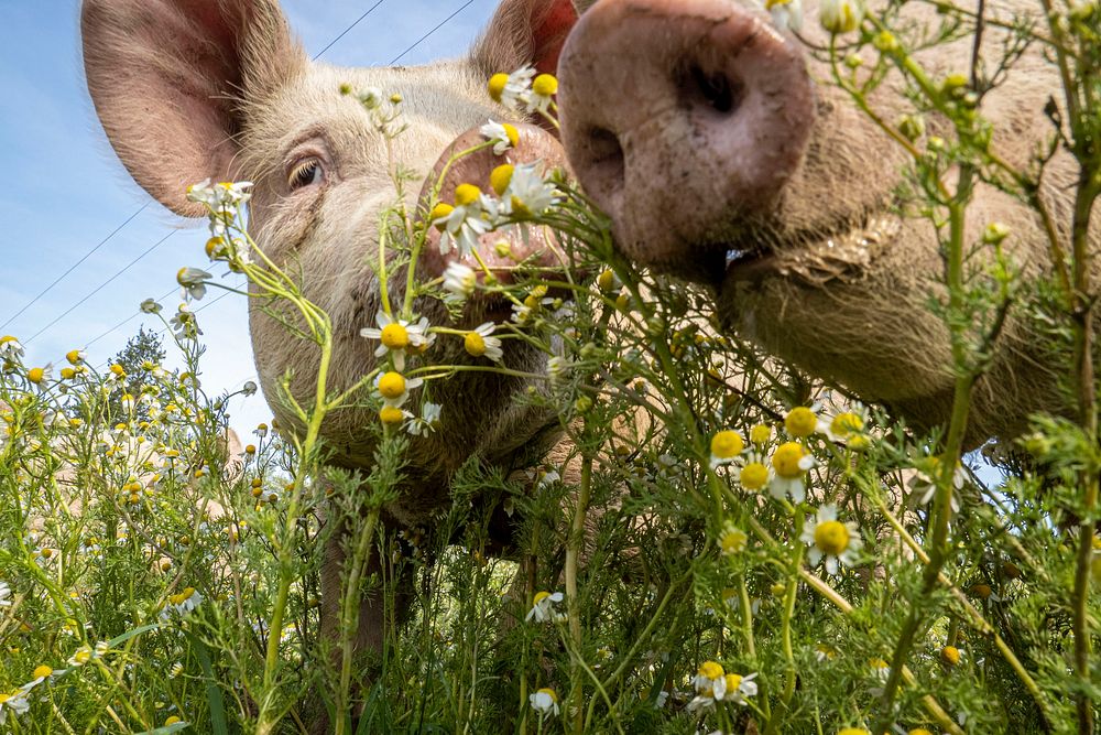 Happy pigs in grassland.