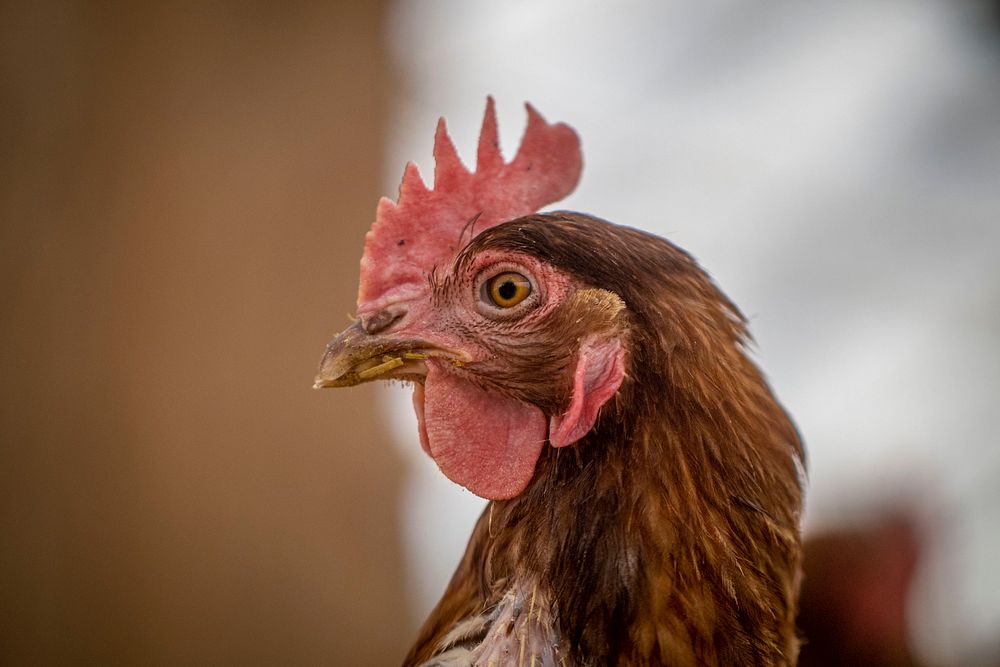 Brown hen, closeup shot.