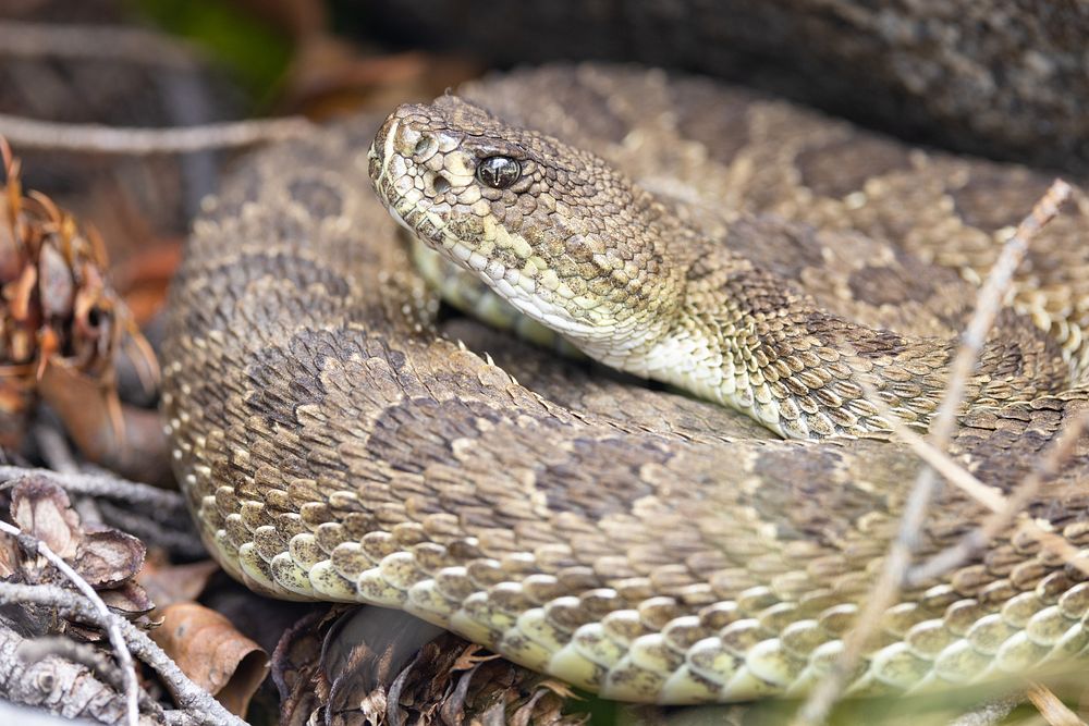 Prairie rattlesnake (Crotalus viridis).