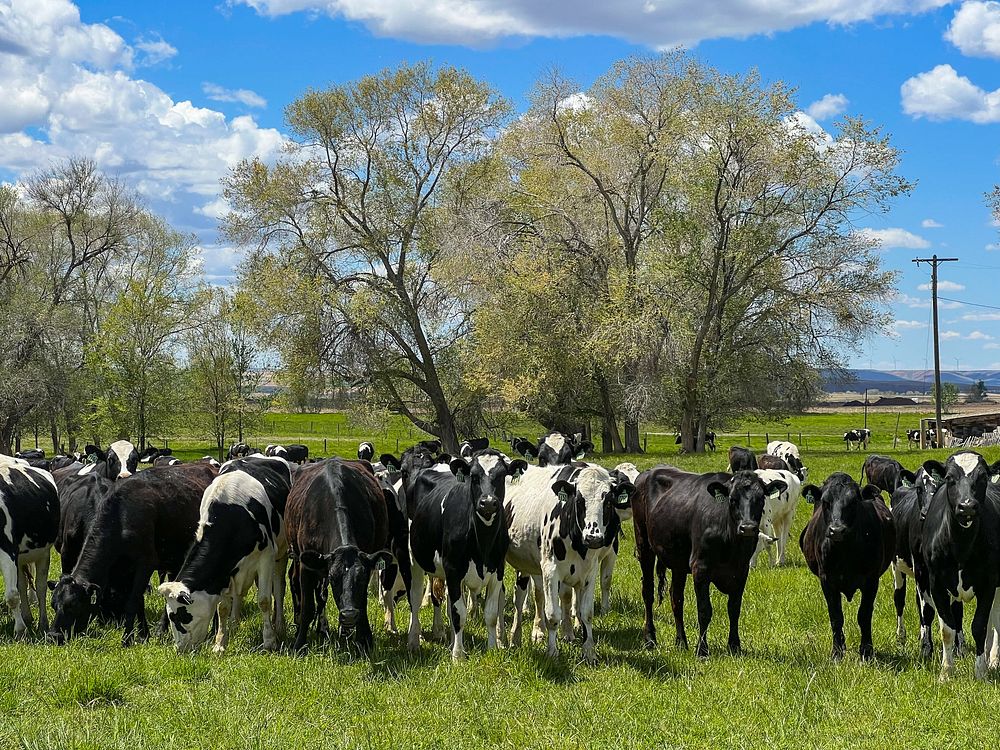Cattle graze in a small pasture.