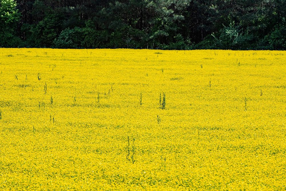 Yellow field and green trees in Eastern MD, on May 15, 2022. USDA Media by Lance Cheung.