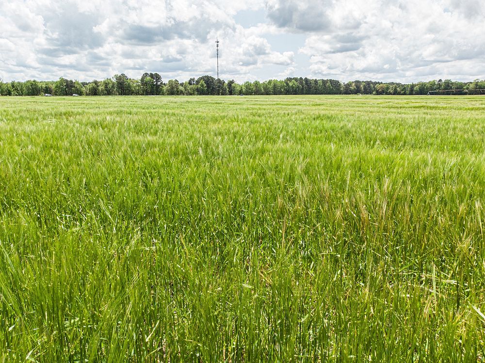 Green rye field.