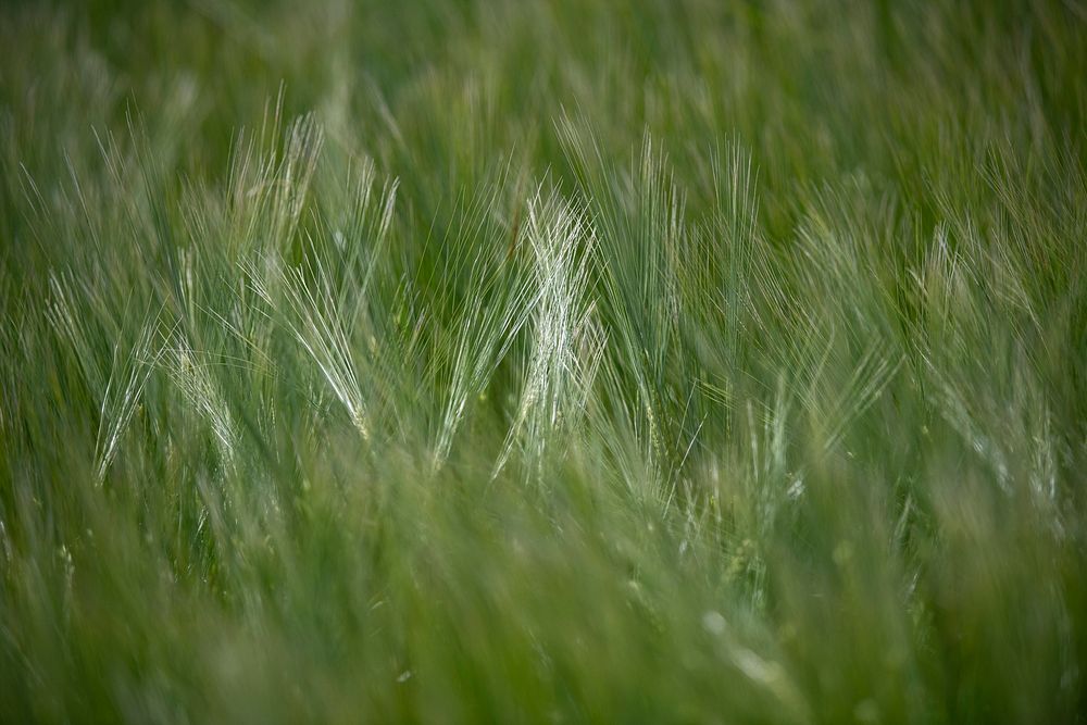 Green rye field.