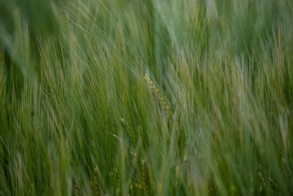 Green rye field.