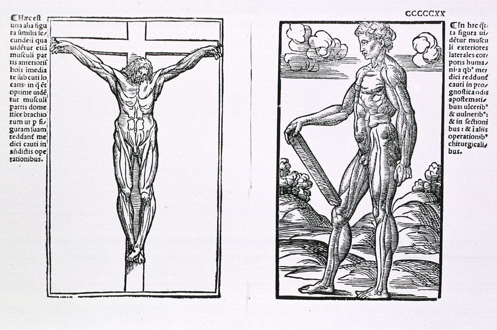 Muscle platesCollection: Images from the History of Medicine (IHM) Author(s): Berengario da Carpi, Jacopo, approximately…