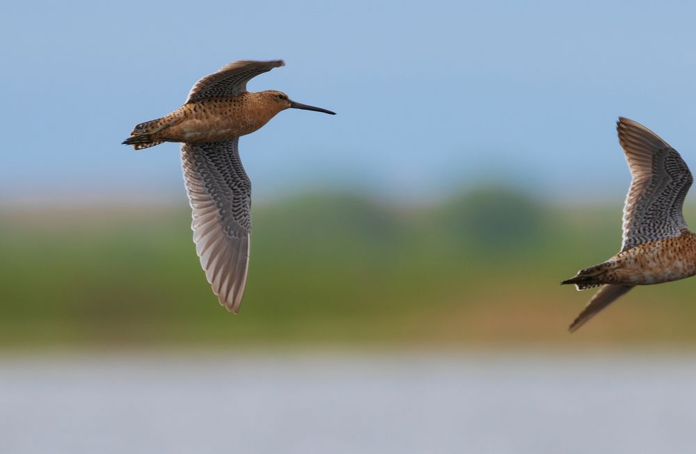 Dowitchers in flightWe spotted these dowitchers flying over a wetland at Big Stone National Wildlife Refuge in…