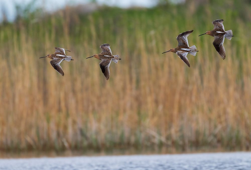 Dowitchers in flightWe spotted these dowitchers flying over a wetland at Big Stone National Wildlife Refuge in…