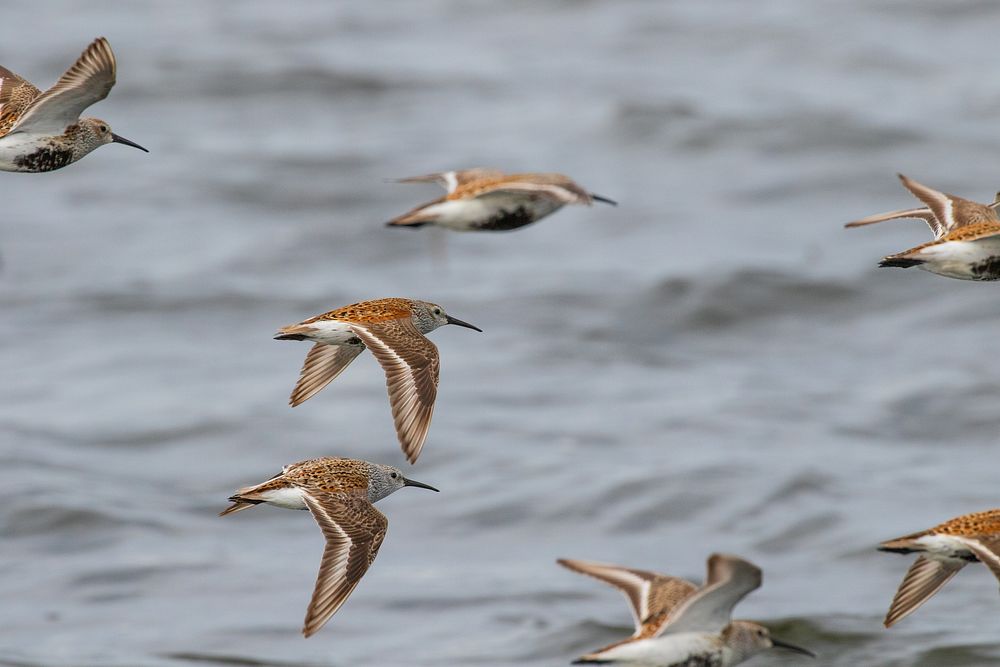 Dunlins in flightWe spotted these dunlins flying over a wetland at Big Stone National Wildlife Refuge in Minnesota. Photo by…