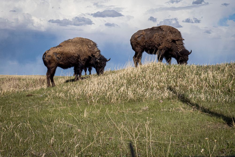 USDA’s Farm Service Agency (FSA) Free Photo rawpixel