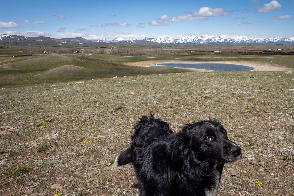 Black dog, Markiesje, and mountain.