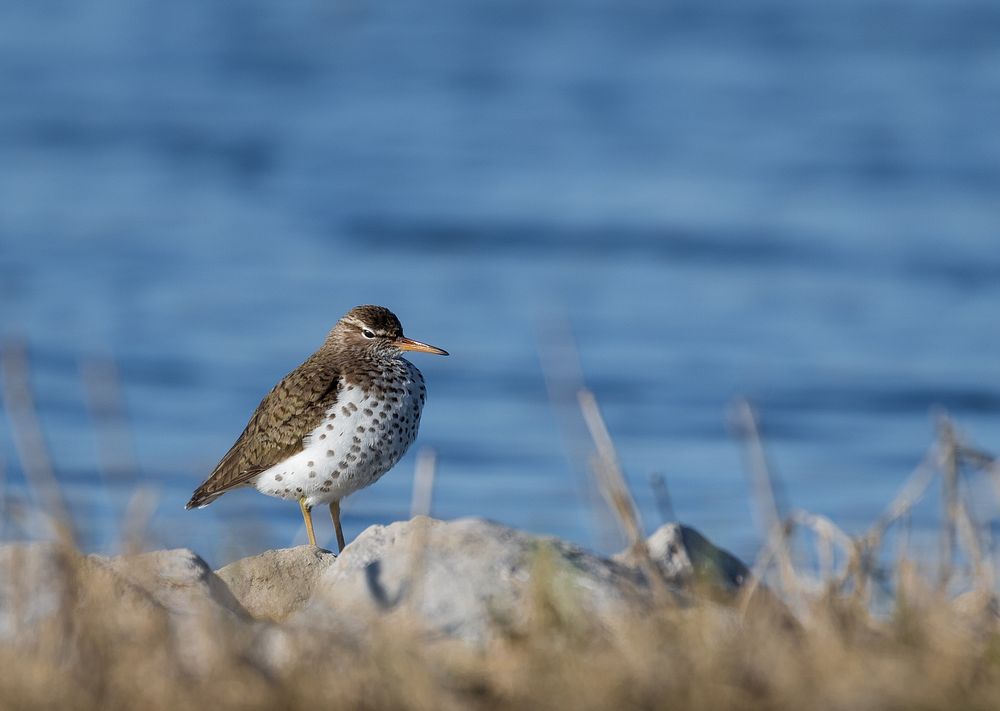 Spotted sandpiperRemember angry birds? Here's one! We saw this particular spotted sandpiper at Big Stone National Wildlife…
