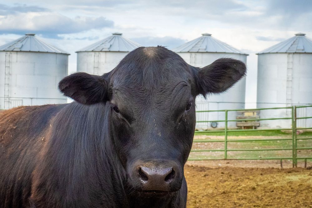 Cow face closeup shot, farm animal.
