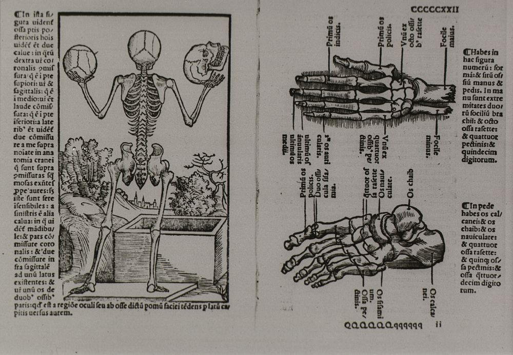 Skeletal structure of the human body with attention to hand and footCollection: Images from the History of Medicine…