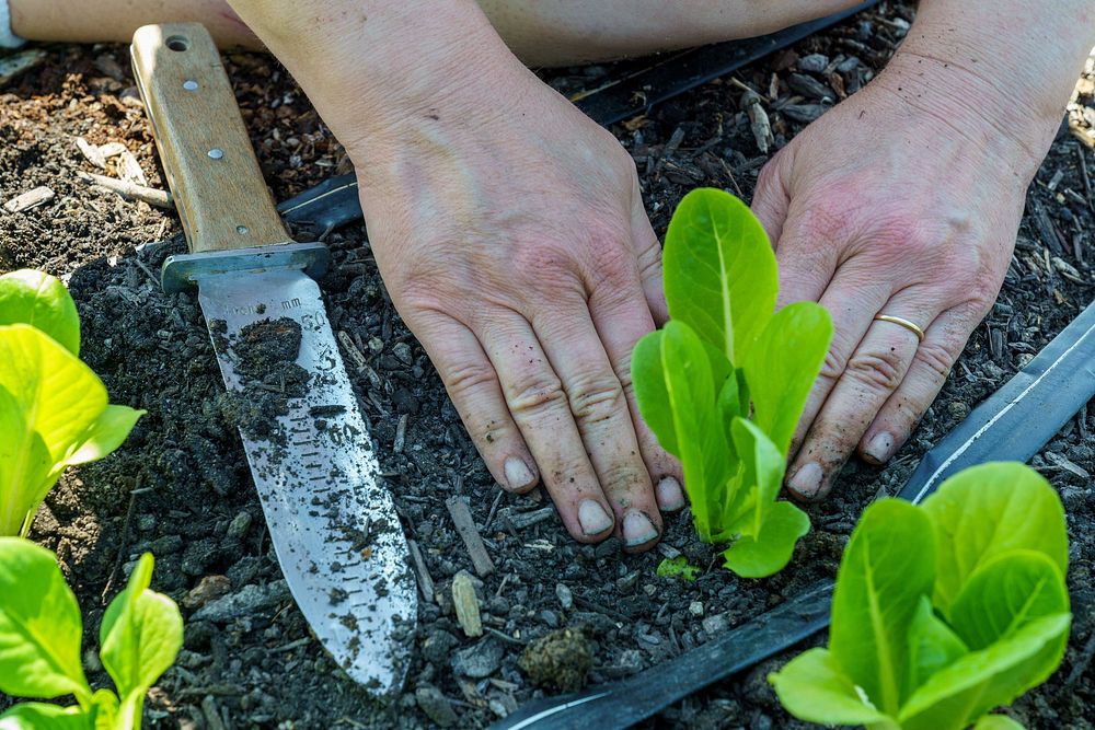 Vegetable patch, farmer's hand planting lettuce.