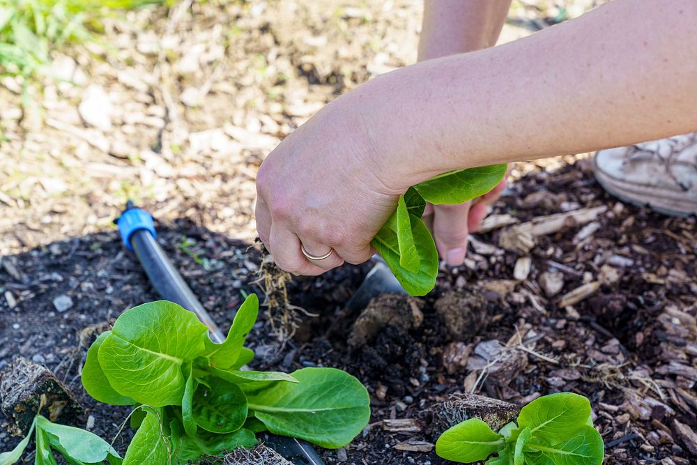 Vegetable patch, farmer planting.